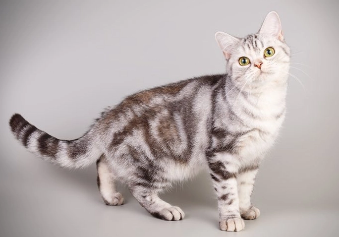 cat breed identification