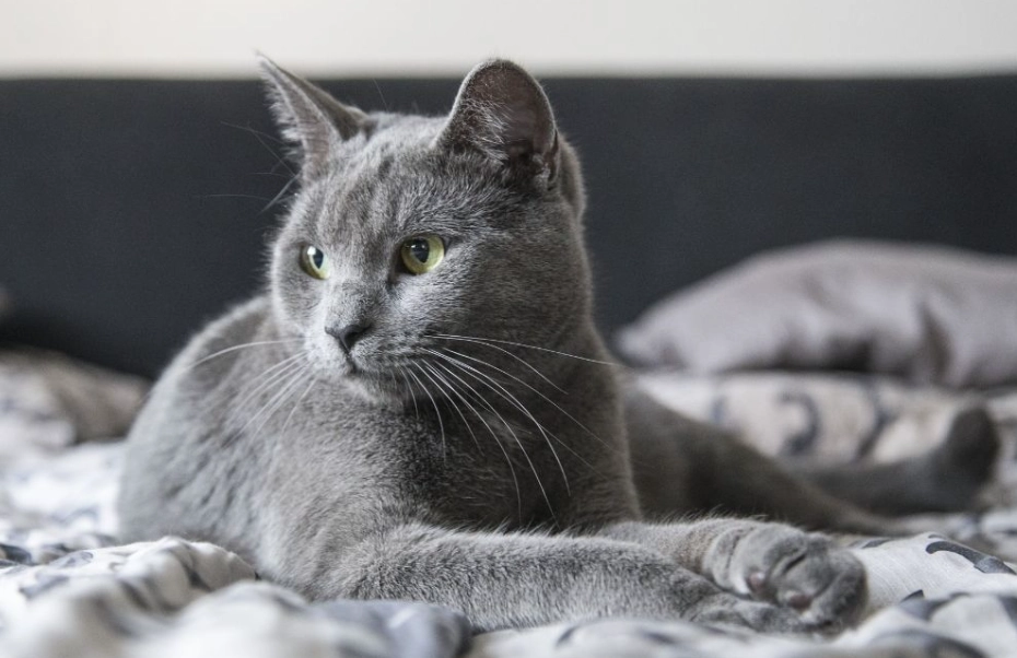 Russian Blue cat alone