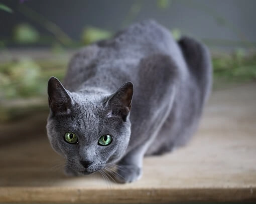 Russian Blue cat care