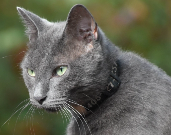 Russian Blue cat alone
