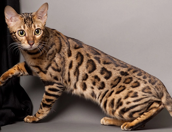 Bengal cat care