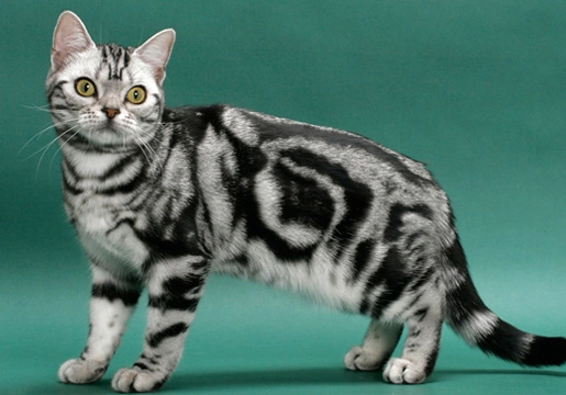 Domestic Shorthair cat