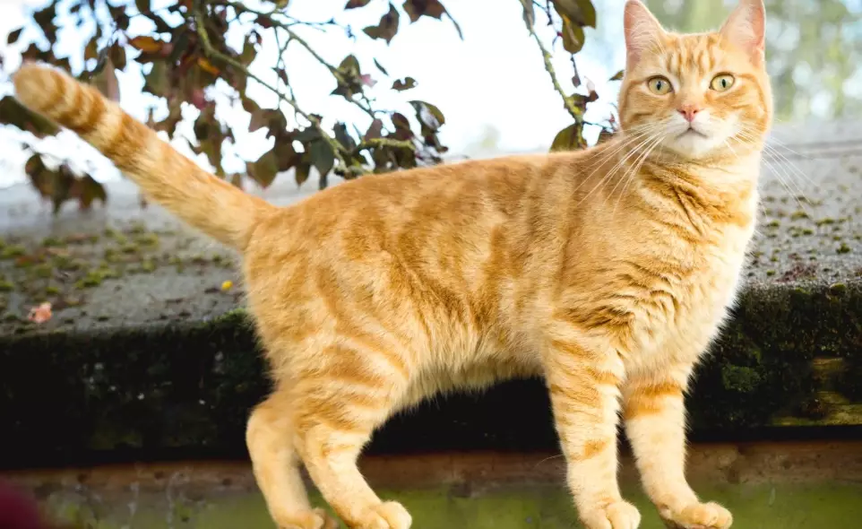 Domestic Shorthair cat