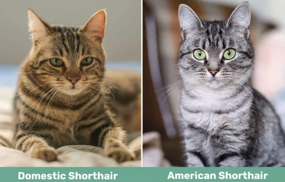 cat breed identification