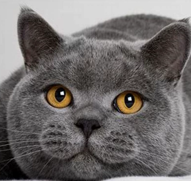 why British Shorthairs expensive
