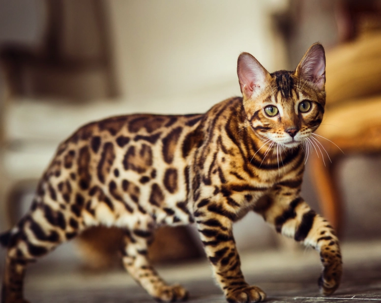 bengal cat care