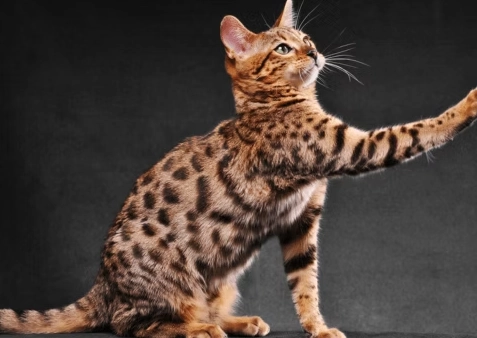 how big do Bengal cats get