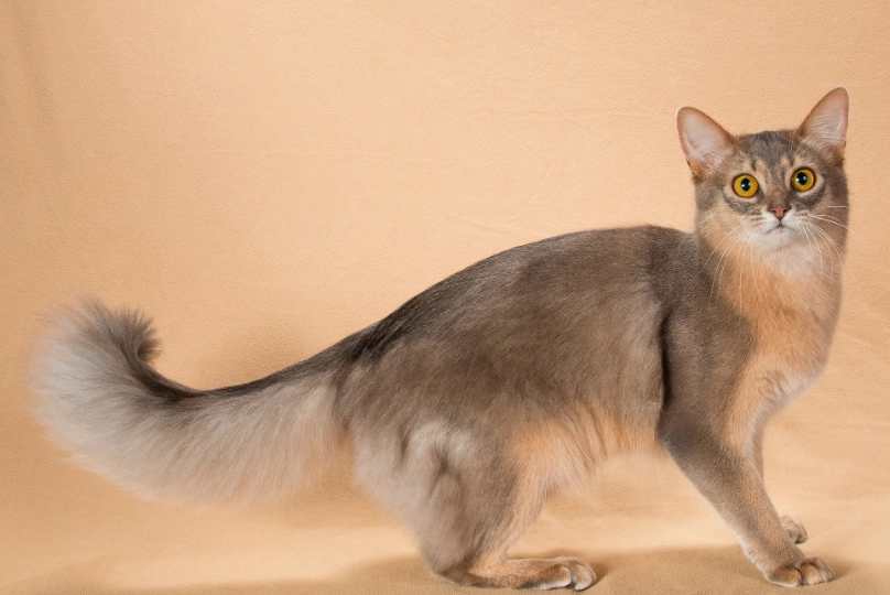 Somali cat rarity