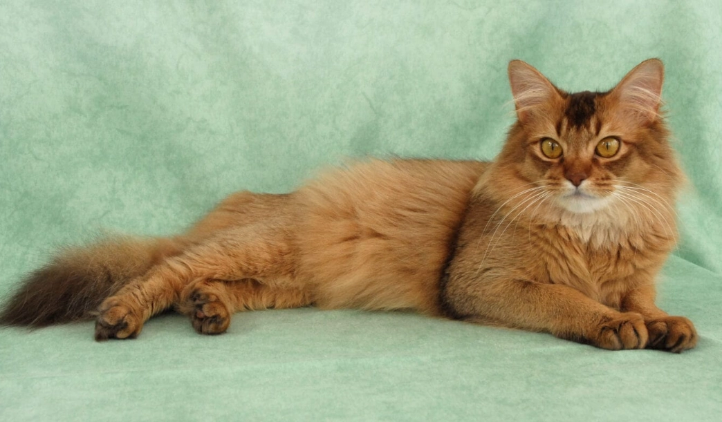 Somali cat price