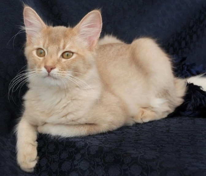 Somali cat colors