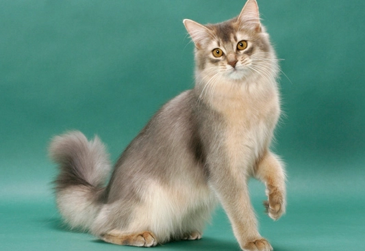 Somali cat breed