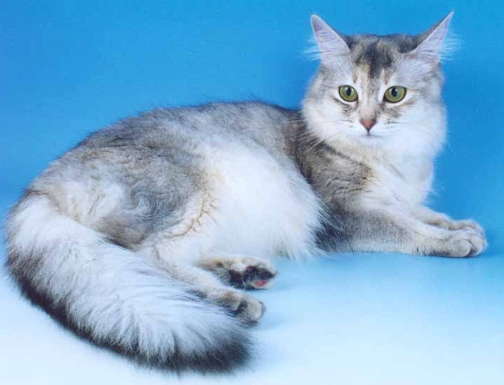 ticked tabby cat coat