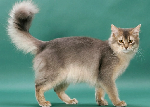 Somali cat colors