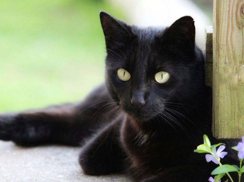 Are Bombay cats rare