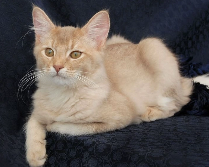 Somali cat rarity