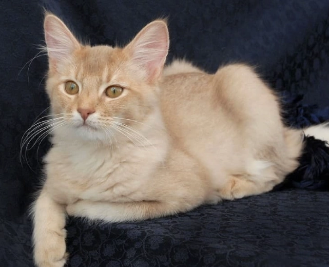 Somali cat care