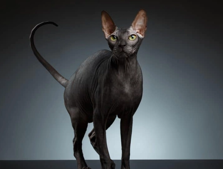 Sphynx cat care