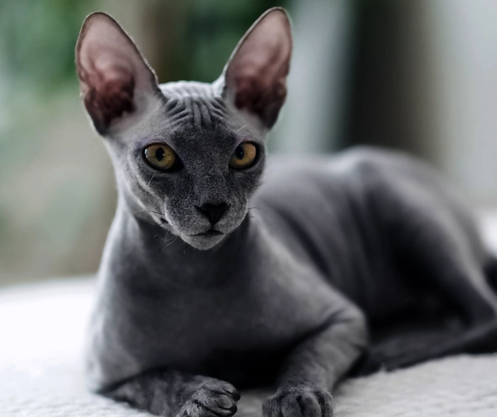 Sphynx Egyptian Cat