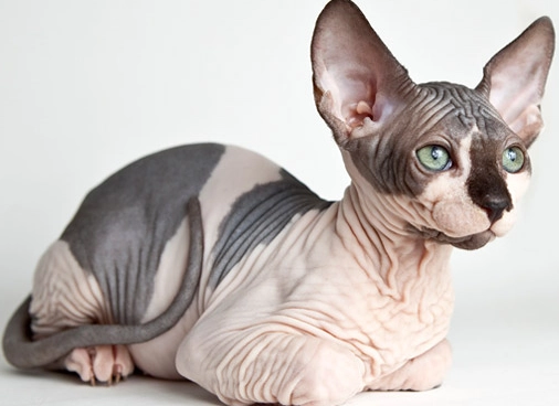 hairless cat grooming