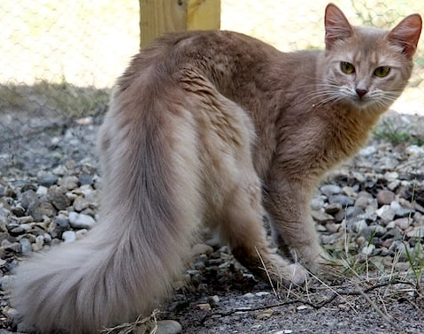 Somali cat price