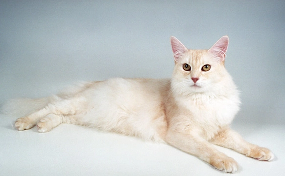 Somali cat colors