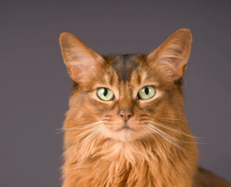Somali cat breed