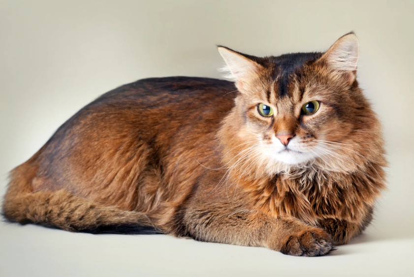 The Somali Cat Black: A Complete Guide to This Rare Feline
