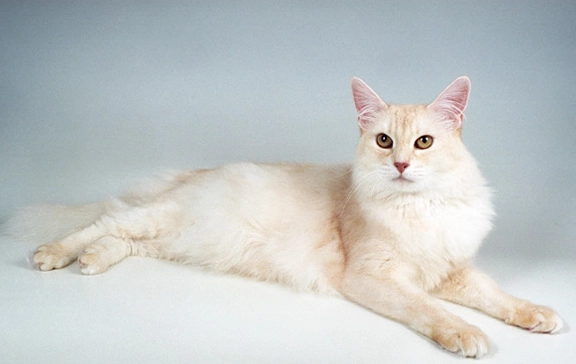 white Somali cat