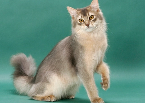 long haired Abyssinian