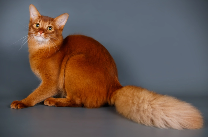 Silver Somali Cat: The Shimmering, Playful Feline Companion