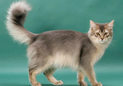 Somali cat colors