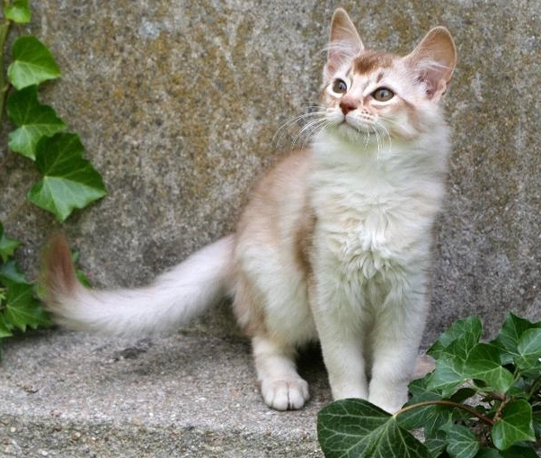 ticked tabby cat coat