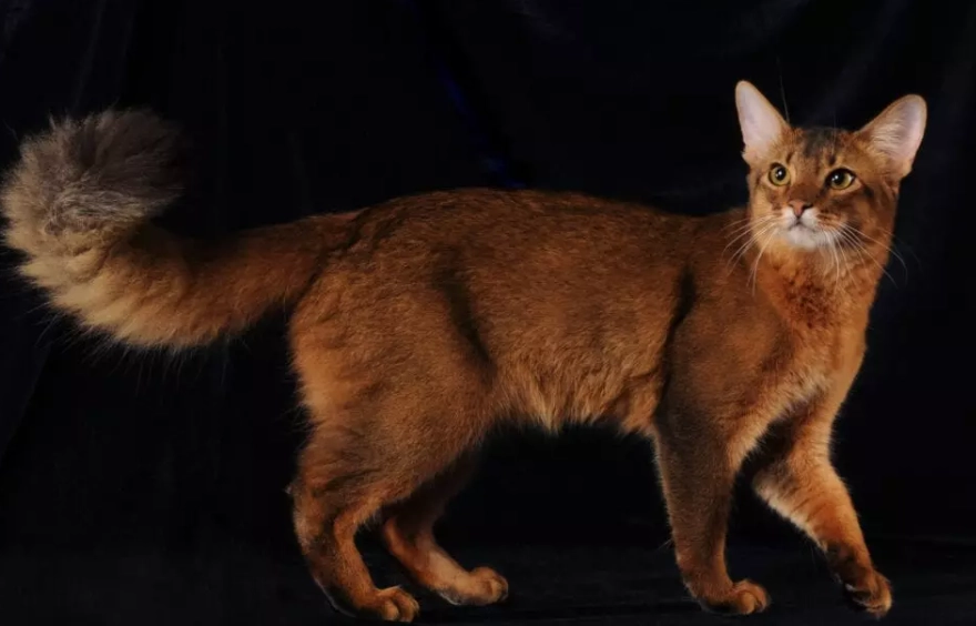 Somali cat care