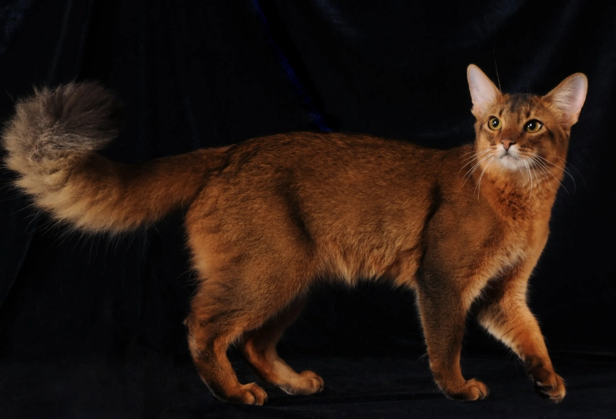 black Somali cat