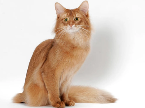 Somali Cat White Coat: Care, Genetics & Finding Your Kitten