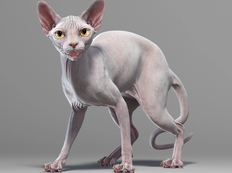 sphynx cat with fur sphynx cat with fur