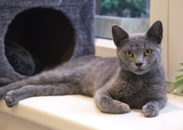 indoor cat breeds indoor cat breeds