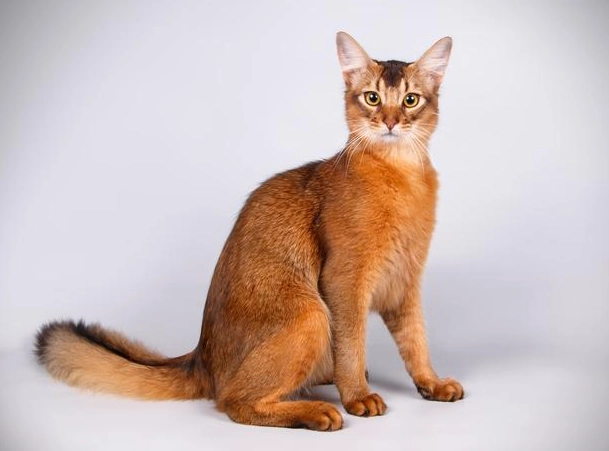 Somali cat