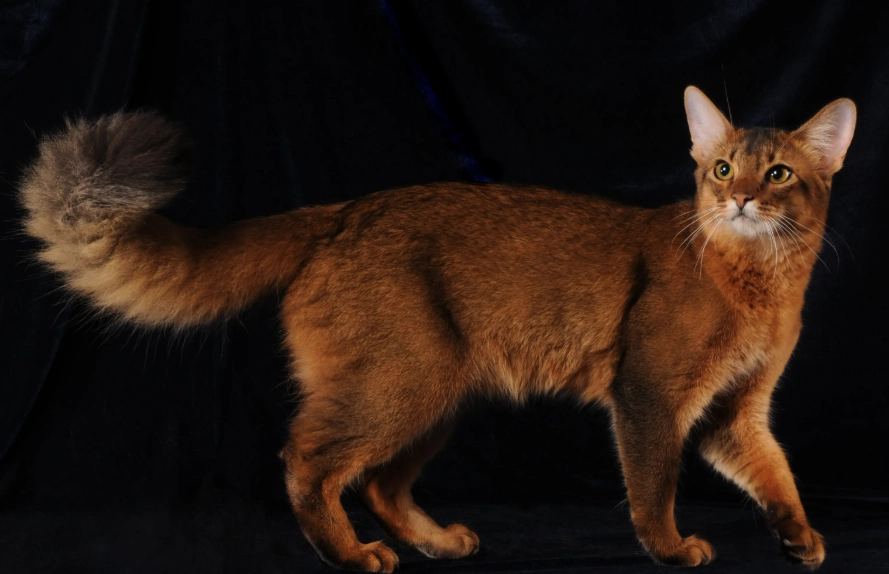 Somali cat identification