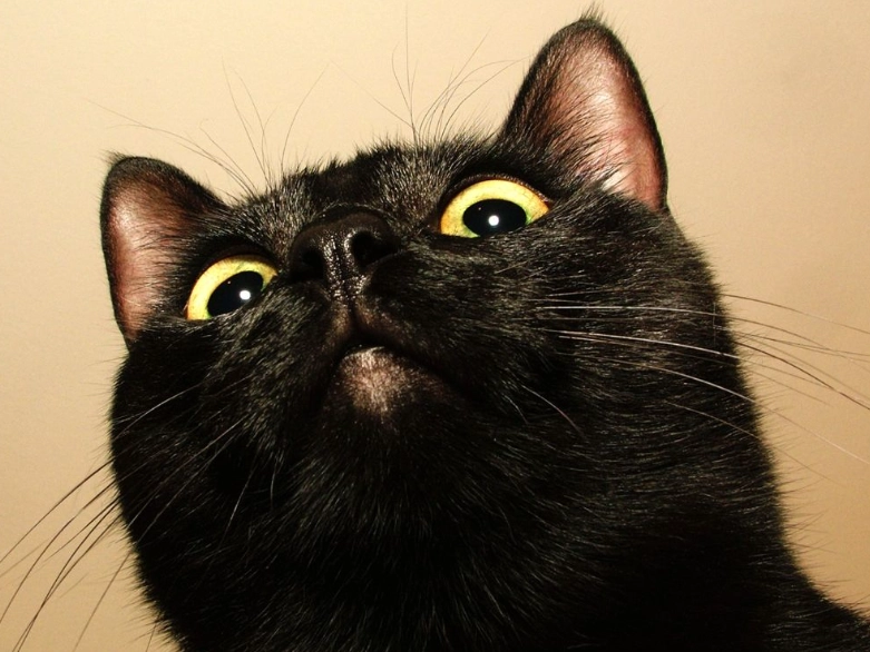 Bombay cat Bombay cat