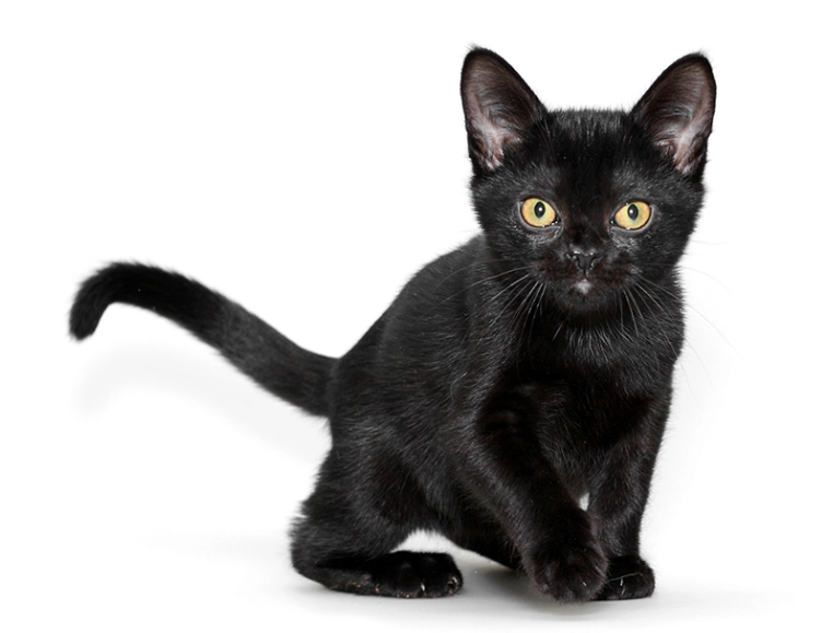 Bombay cat cost