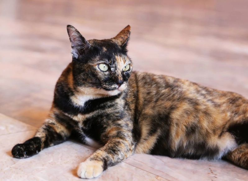 calico cat