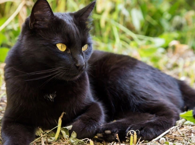 Bombay cat Bombay cat