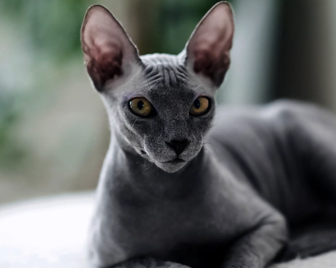 furry sphynx cat furry sphynx cat