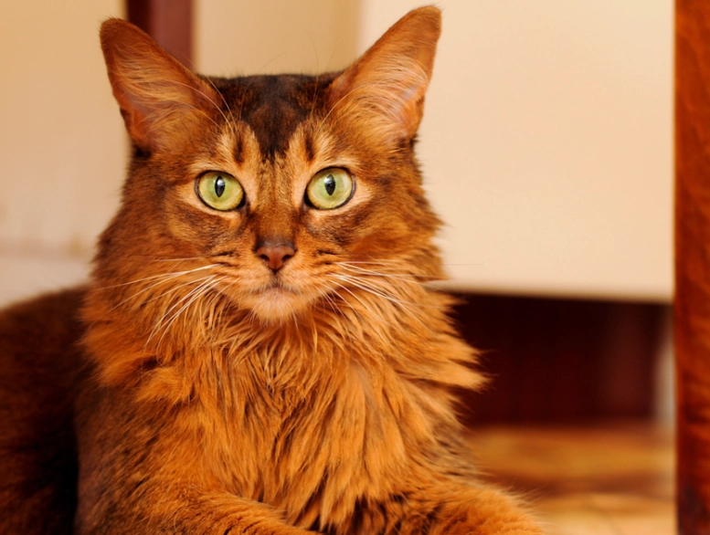Somali cat characteristics