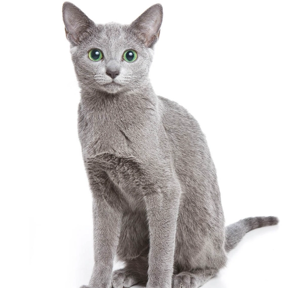 Russian Blue care tips Russian Blue care tips