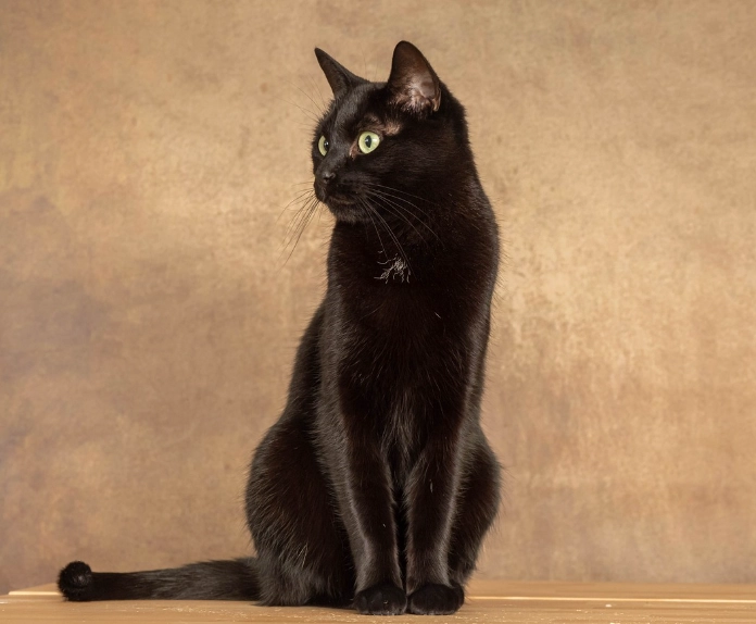 black cat breed