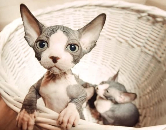 sphynx cat with fur sphynx cat with fur