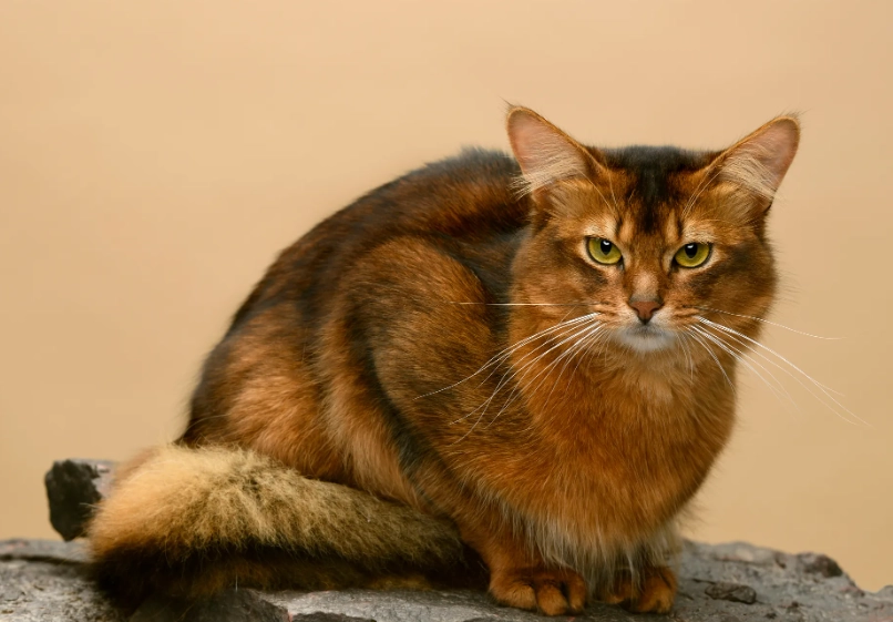 Somali cat behavior