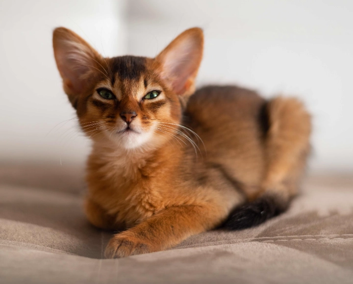 aggressive Somali cat
